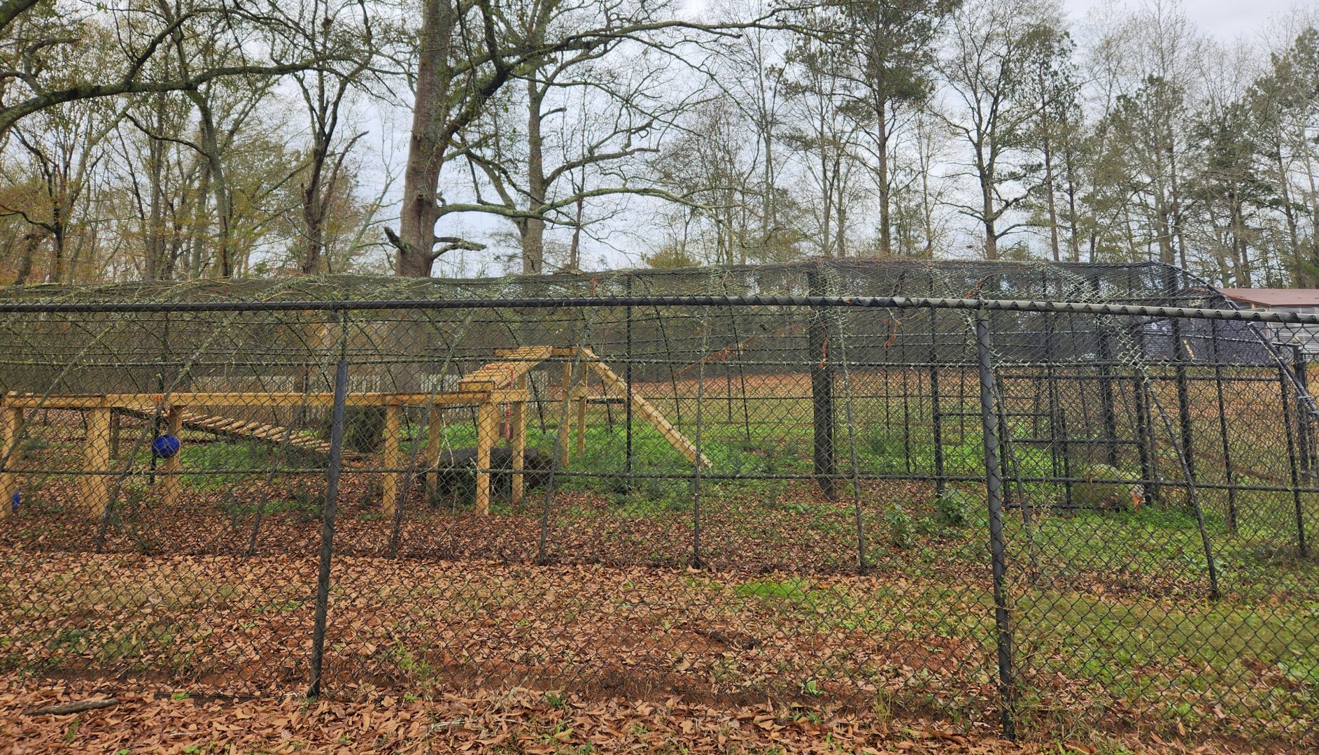 Noah's Ark - Bobcat enclosure