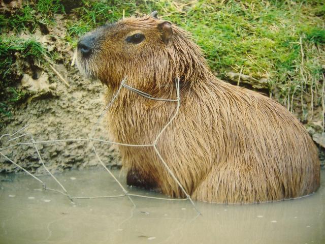 Noahs Ark Capybara