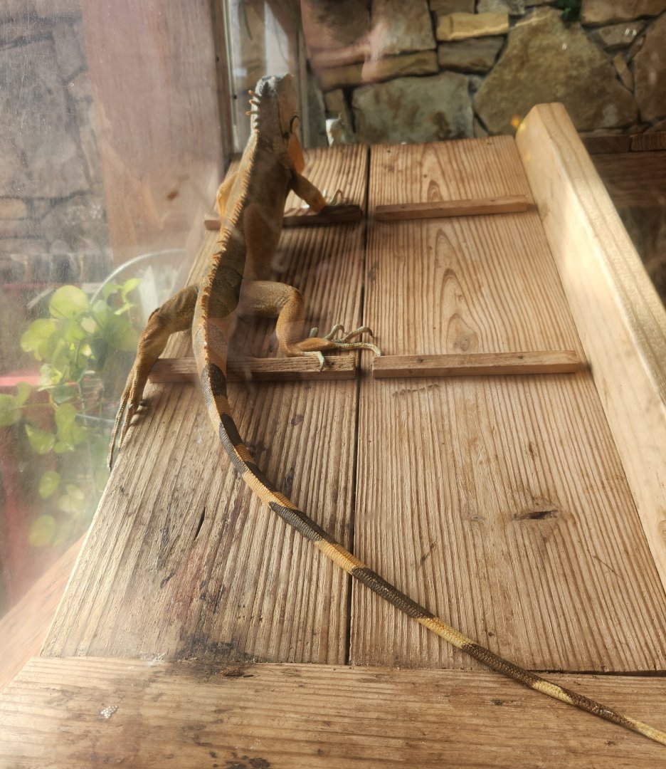 Noah's Ark - Green Iguana