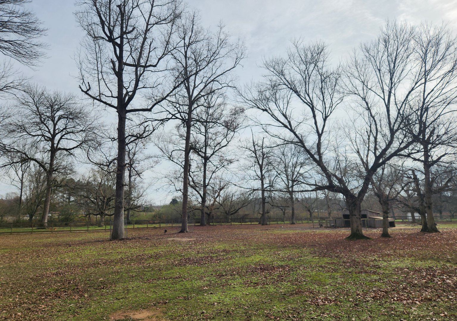 Noah's Ark - Horse & pig yard