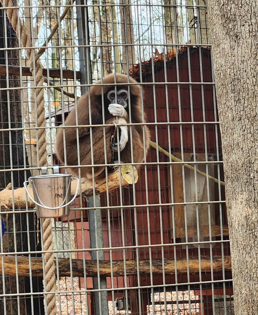 Noah's Ark - Lar Gibbon