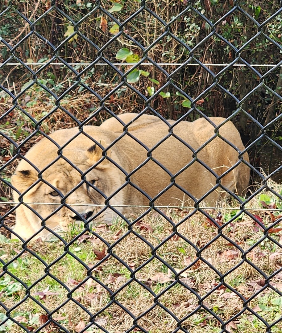 Noah's Ark - Liberty the lion