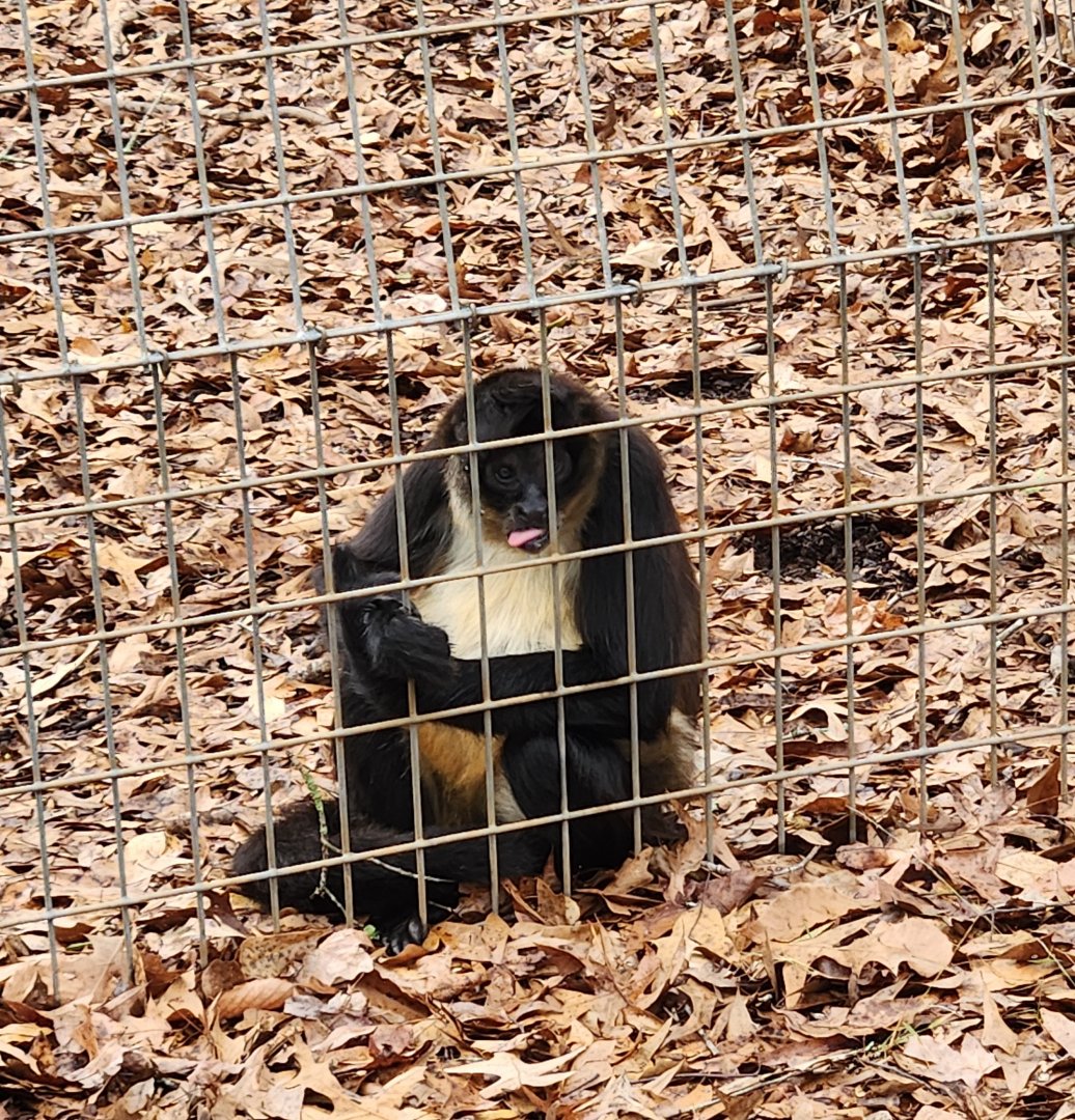 Noah's Ark - Mexican Spider Monkey