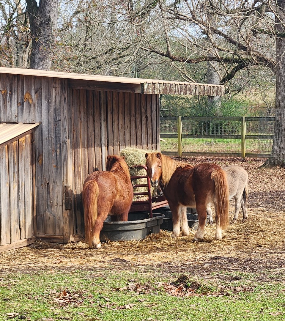 Noah's Ark - Mini-horses