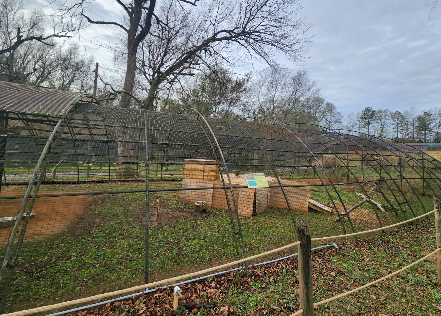Noah's Ark - Patagonian Mara exhibit
