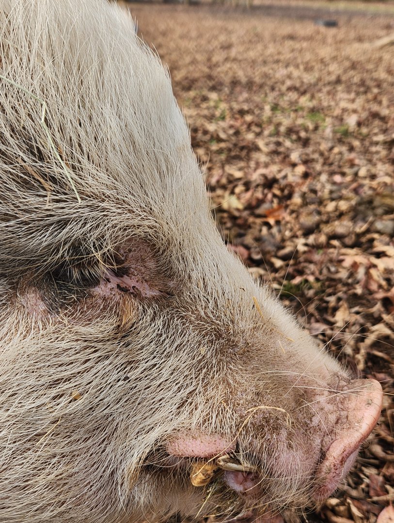 Noah's Ark - Potbelly pig