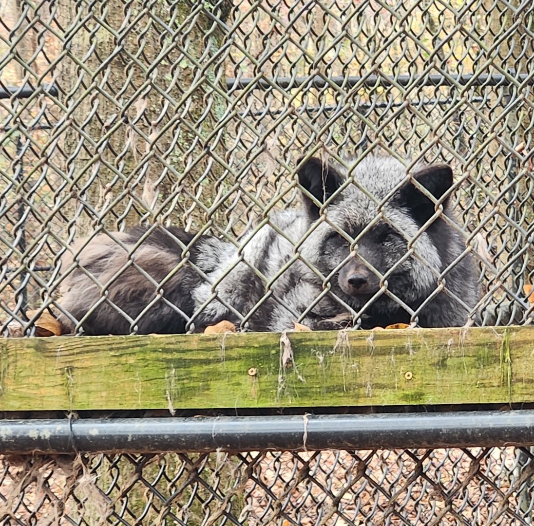 Noah's Ark - Red Fox (silver phase)