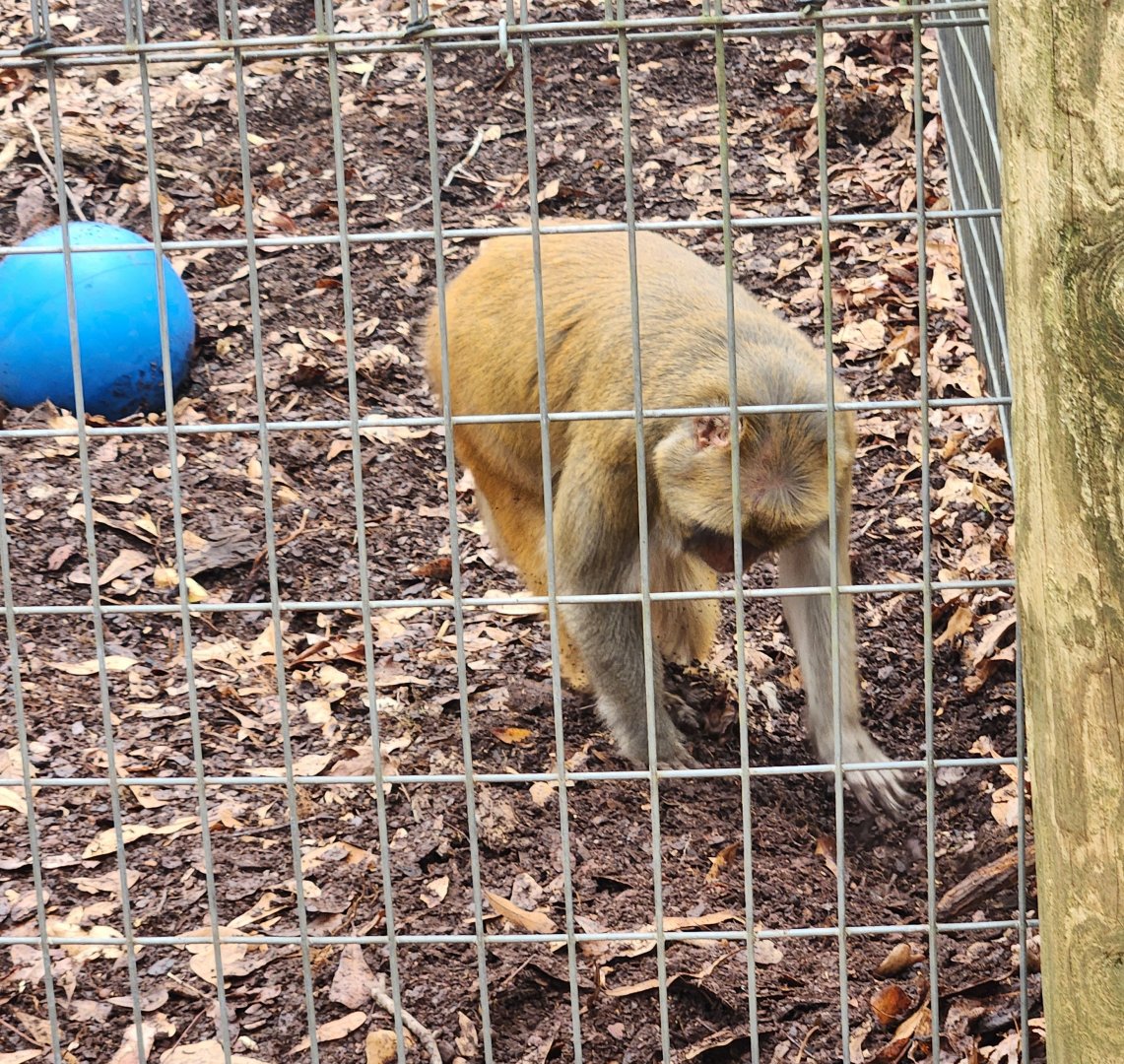 Noah's Ark - Rhesus Macaque