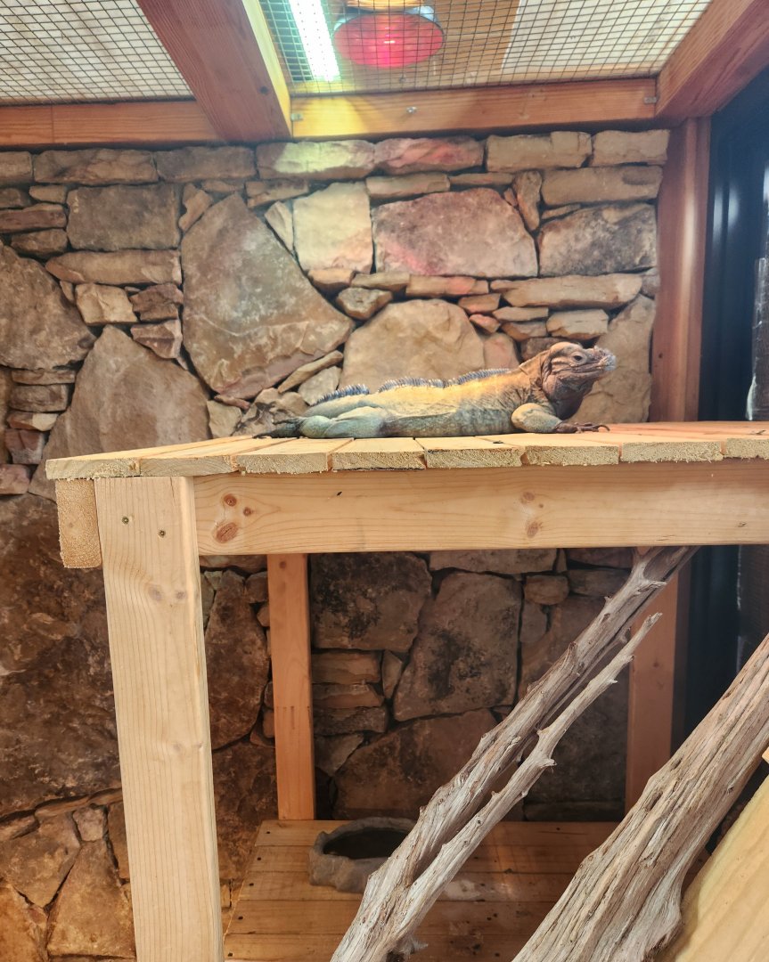 Noah's Ark - Rhinoceros Iguana