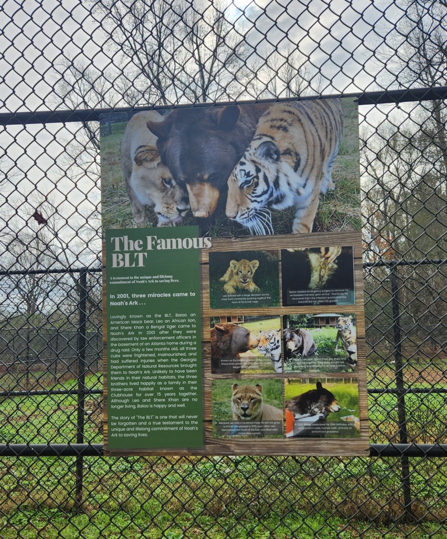 Noah's Ark - "The famous BLT"