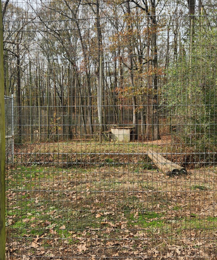 Noah's Ark - Tiger exhibit