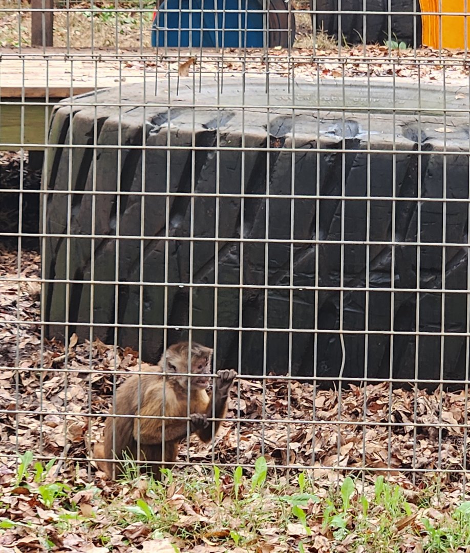 Noah's Ark - "Weeper" Capuchin