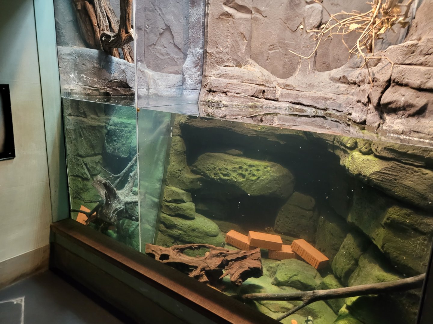 Noble crayfish exhibit -Parc Zoologique de Paris (2022)