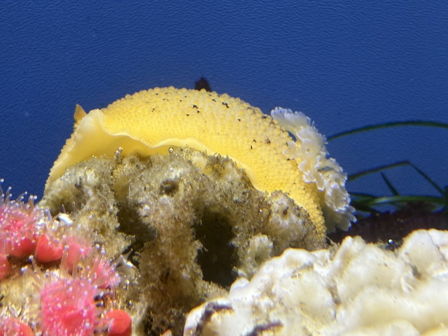 Noble Dorid (Peltodoris nobilis)
