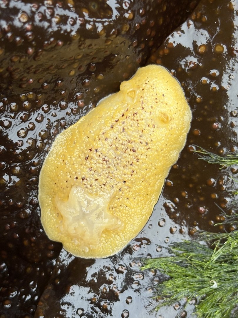 Noble Dorid (Peltodoris nobilis)