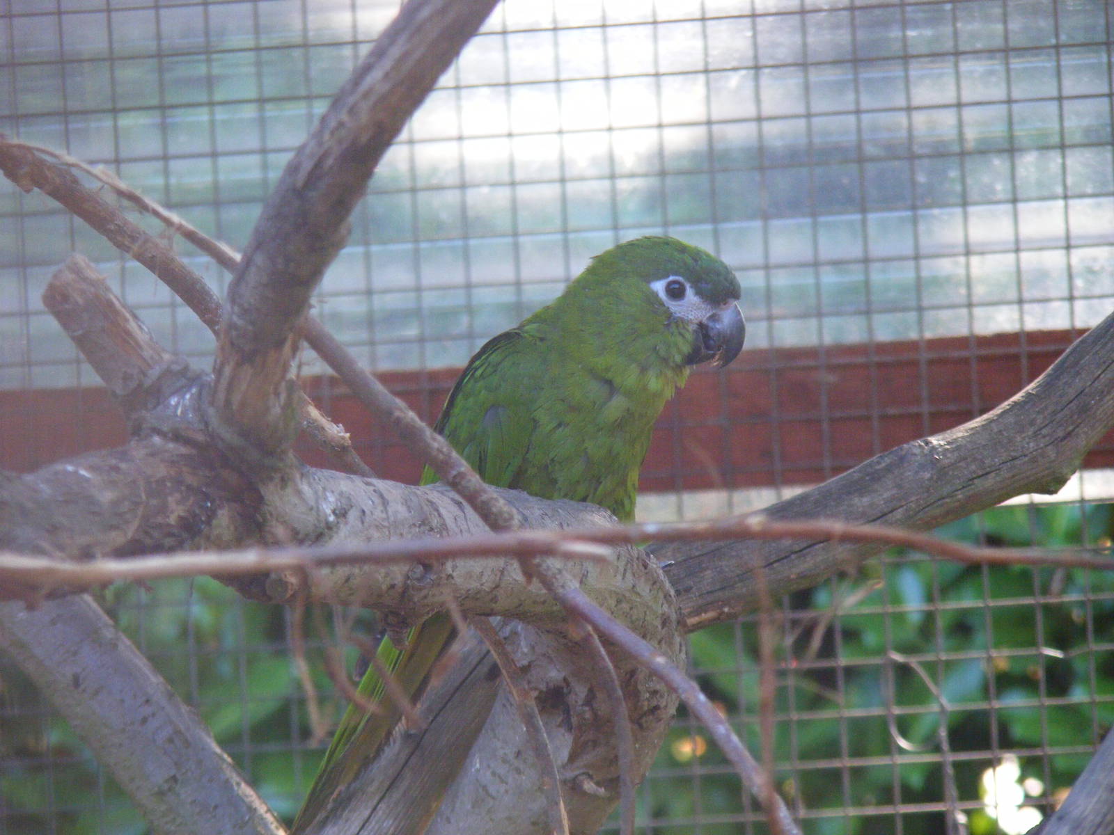 Noble macaw at Paultons Park, 2 October 2011