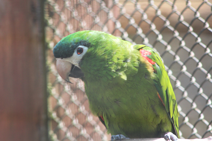 Noble macaw (Diopsittaca nobilis cumanensis)
