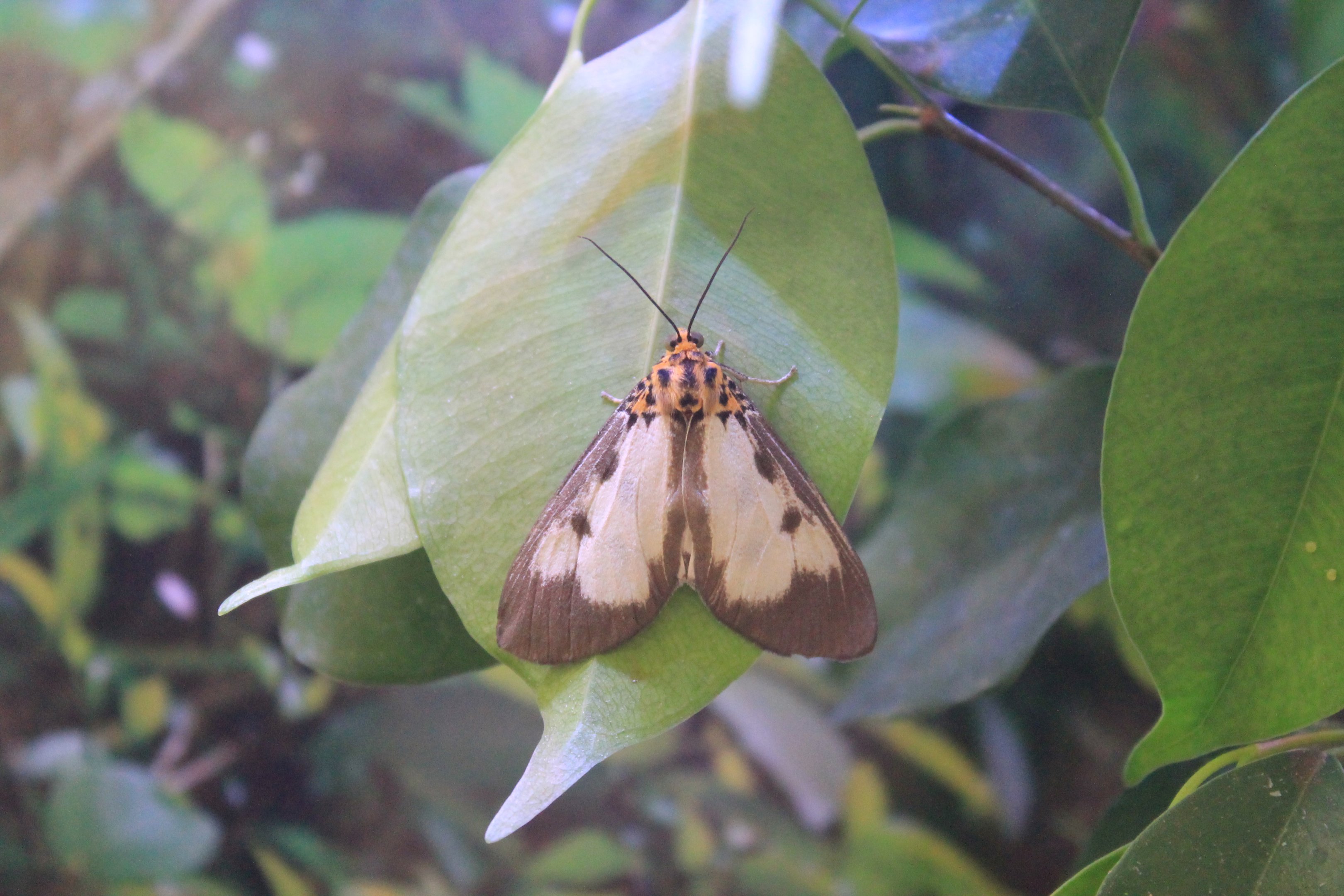 Noctuid Moth (Asota plana)