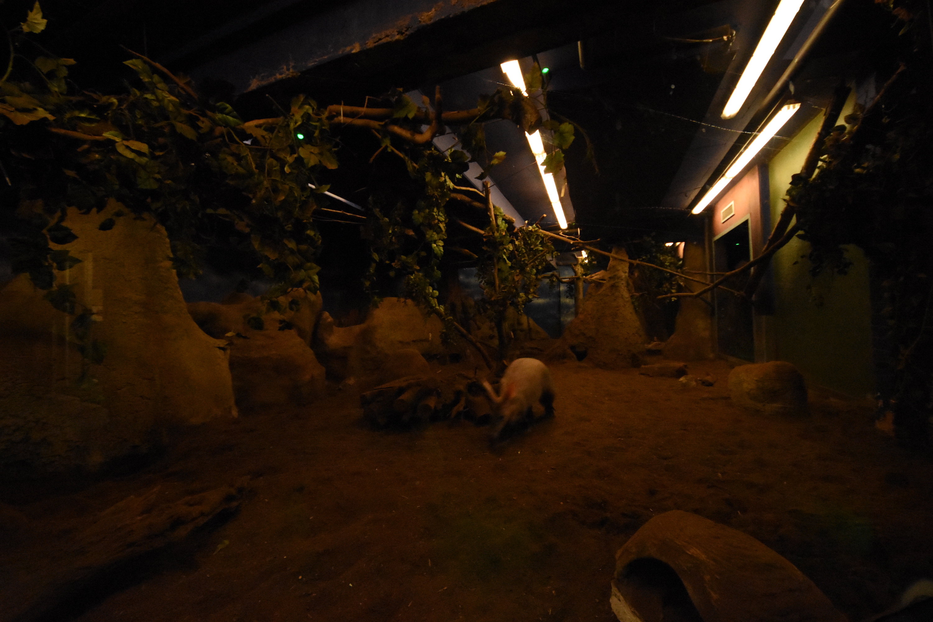 Nocturama - Aardvark & Springhare enclosure