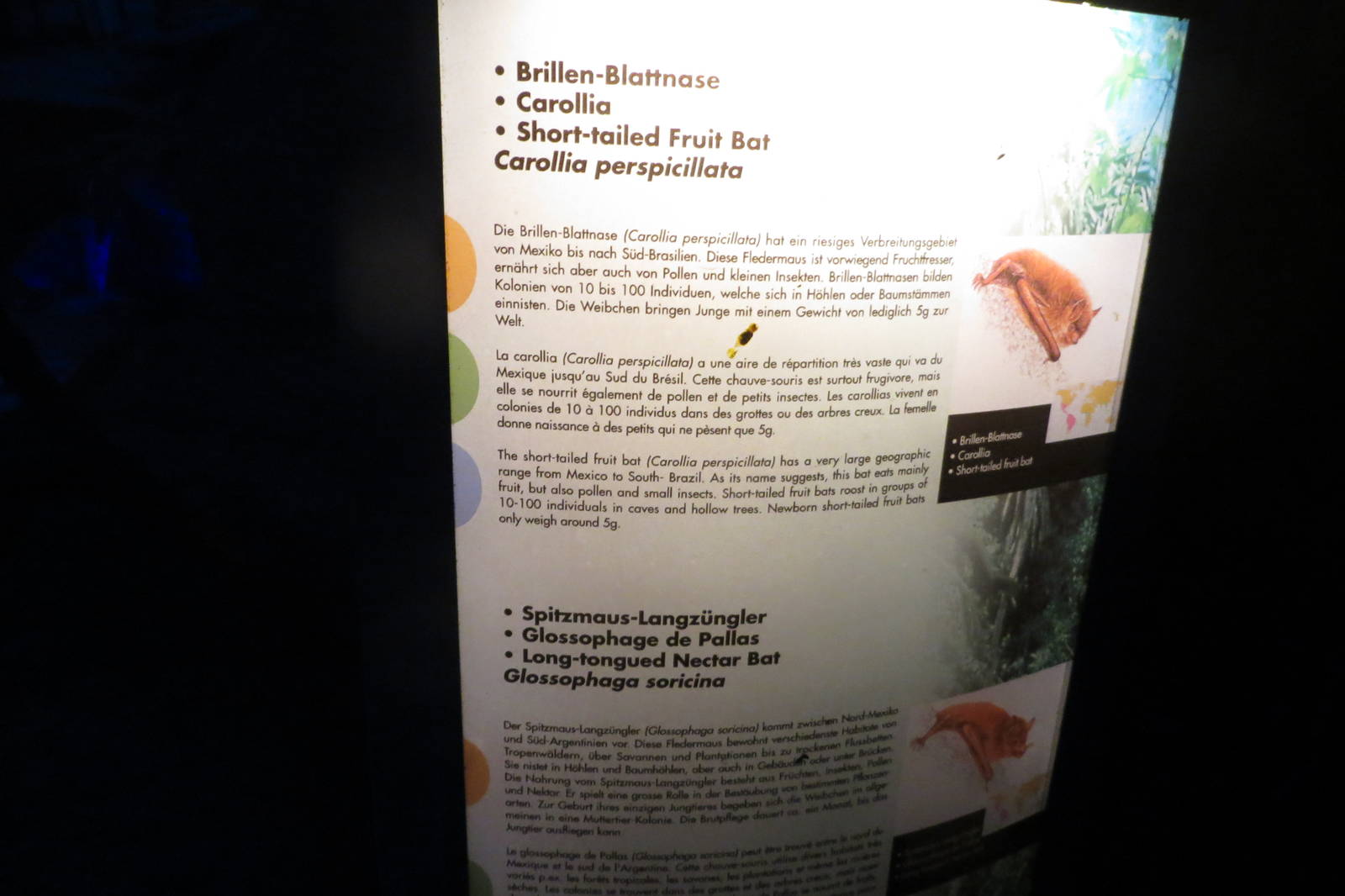 Nocturama Bat Signage 130816