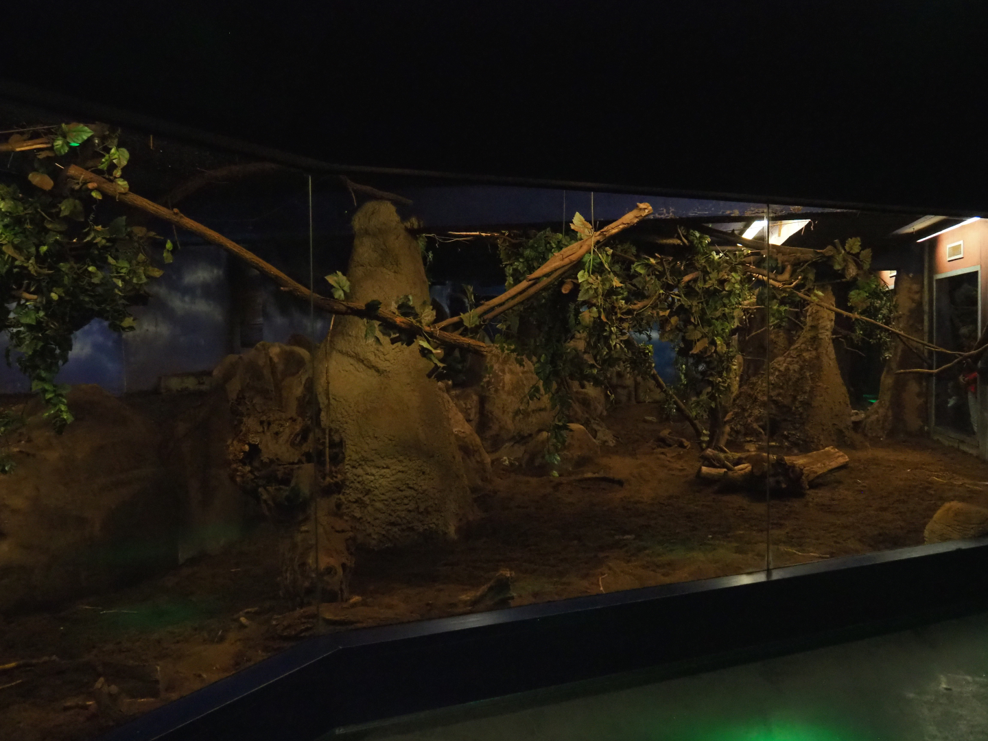Nocturama (Closed in 2019) - Aardvark, Springhare and Senegal bushbaby exhibit, 2019-06-22