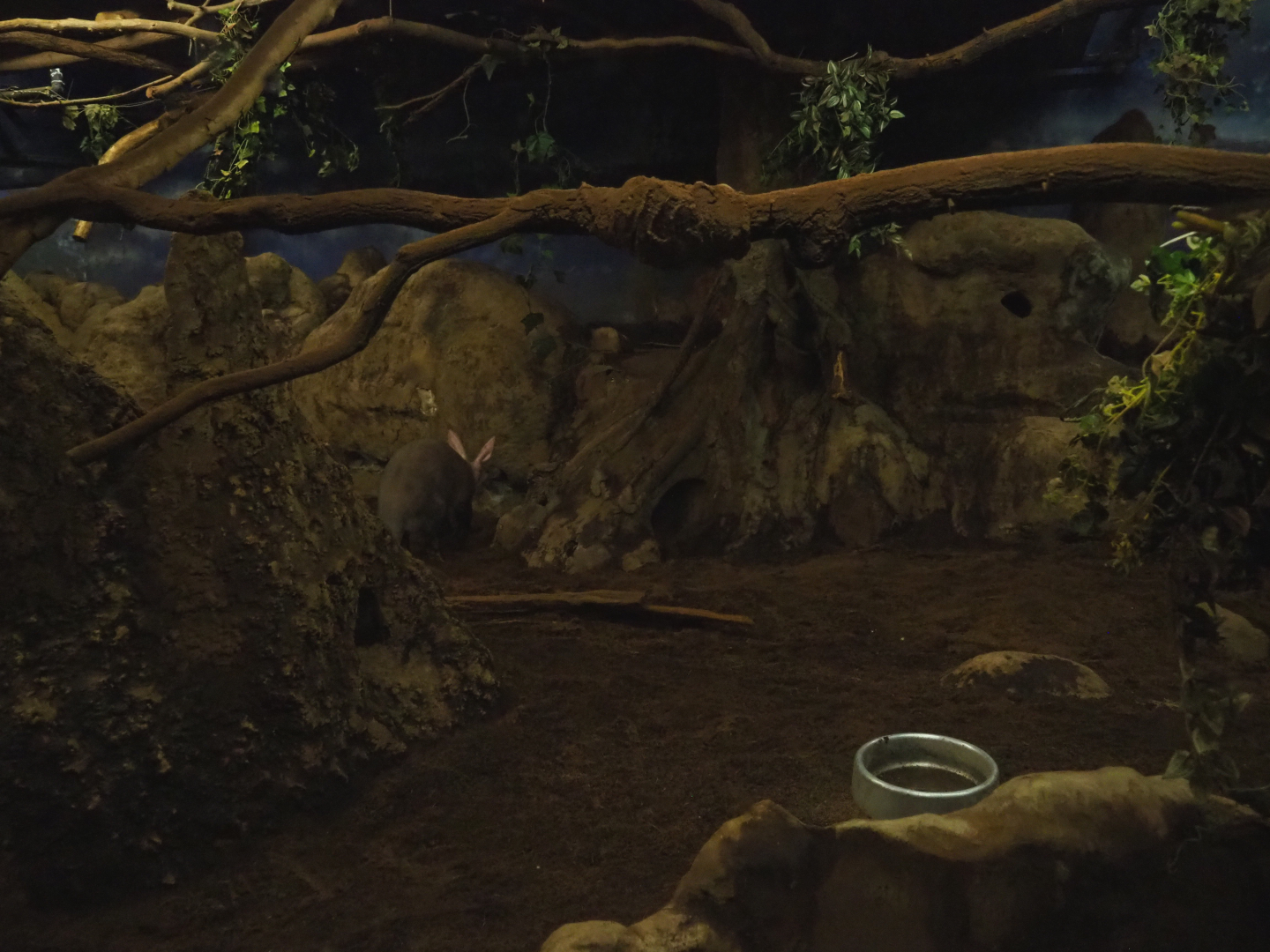 Nocturama (Closed in 2019) - Aardvark, Springhare and Senegal bushbaby exhibit, 2019-06-22