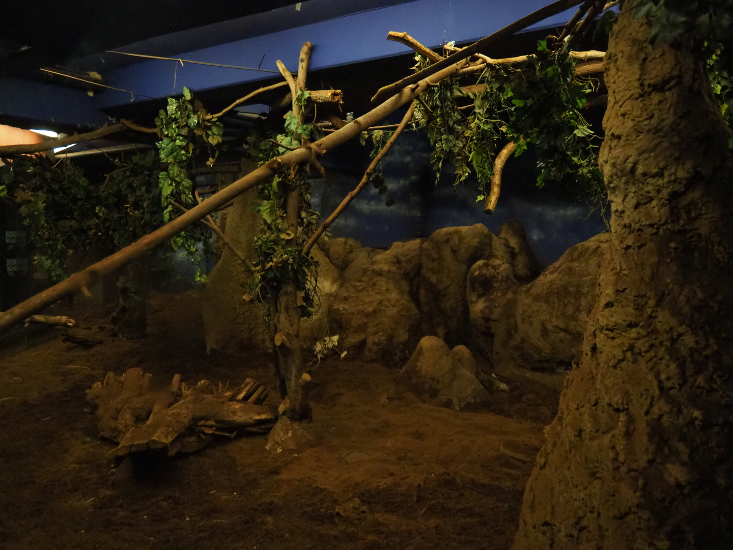 Nocturama (Closed in 2019) - Aardvark, Springhare and Senegal bushbaby exhibit, 2019-06-22