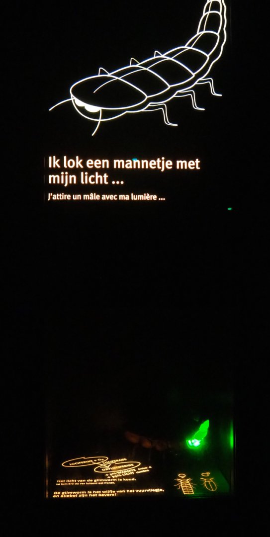 Nocturama (Closed in 2019) - Educational display on fireflies, 2019-06-22