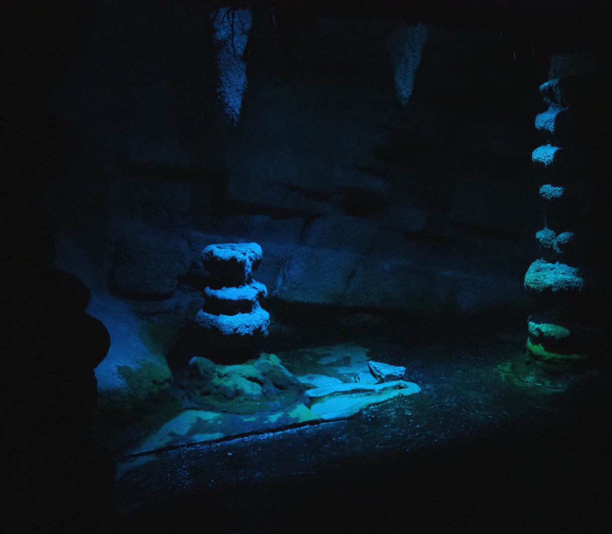 Nocturama (Closed in 2019) - Egyptian fruit bat cave, 2019-06-22