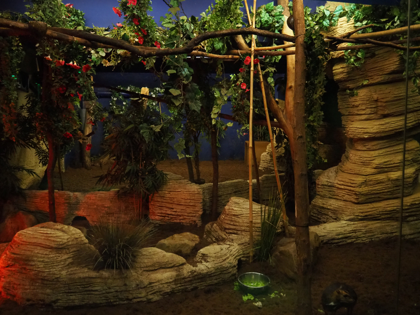 Nocturama (Closed in 2019) - First Balabac chevrotain and Northern Dry Zone slender loris exhibit, 2019-06-22