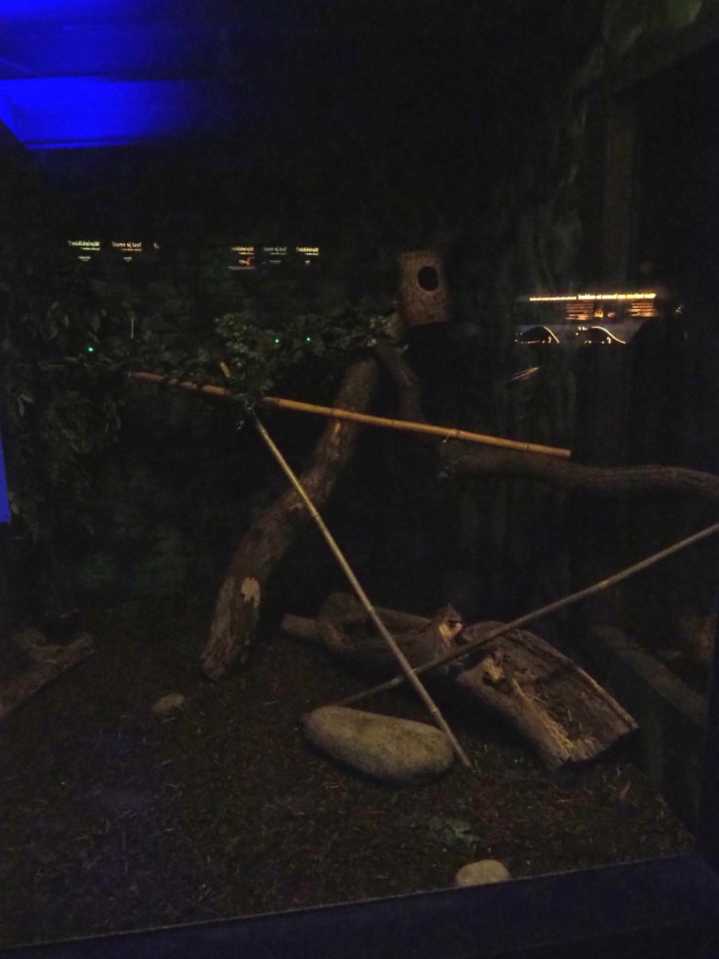 Nocturama (Closed in 2019) - Gambian giant pouched rat exhibit, 2018-08-19