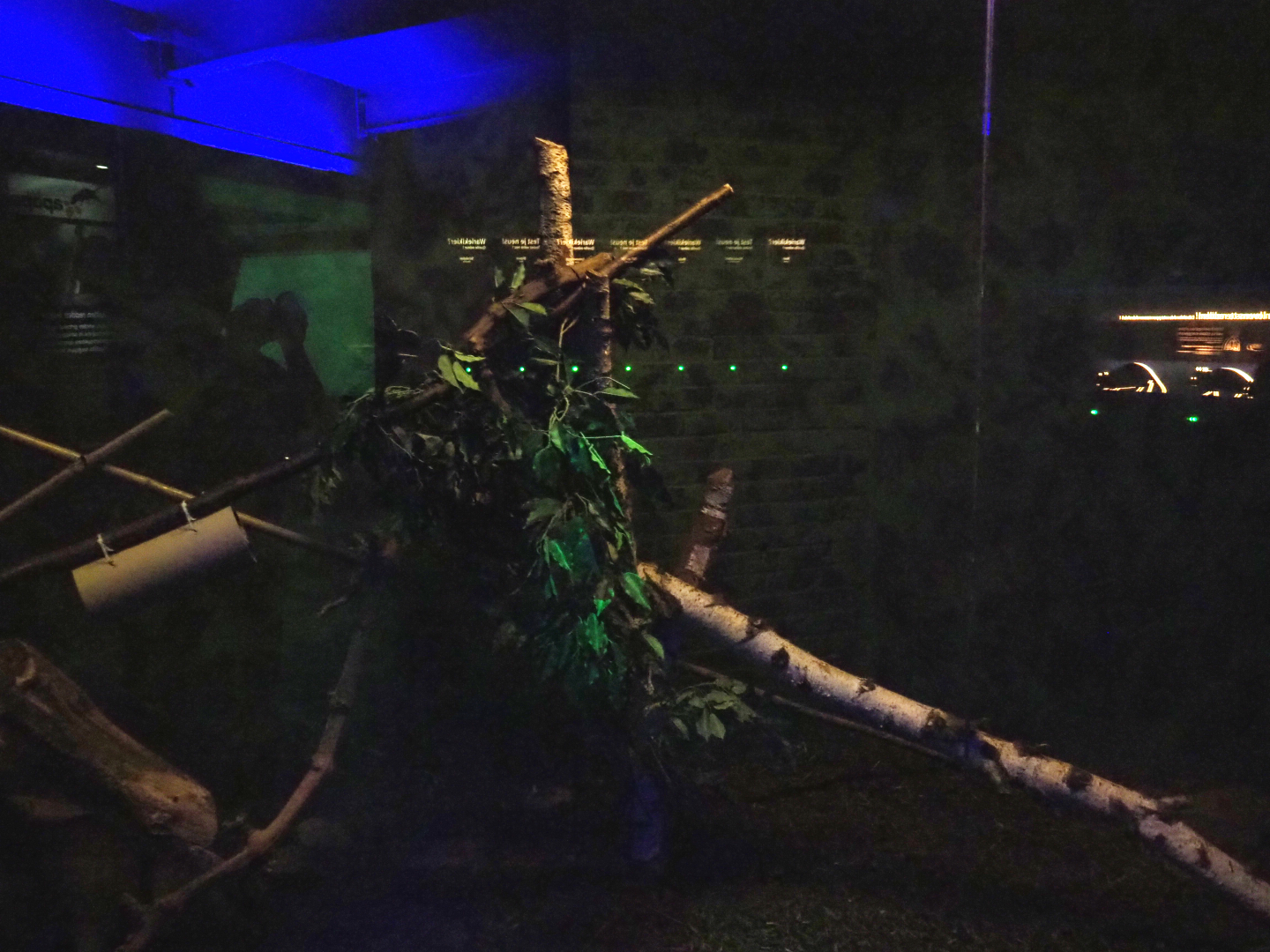 Nocturama (Closed in 2019) - Gambian giant pouched rat exhibit, 2018-08-19