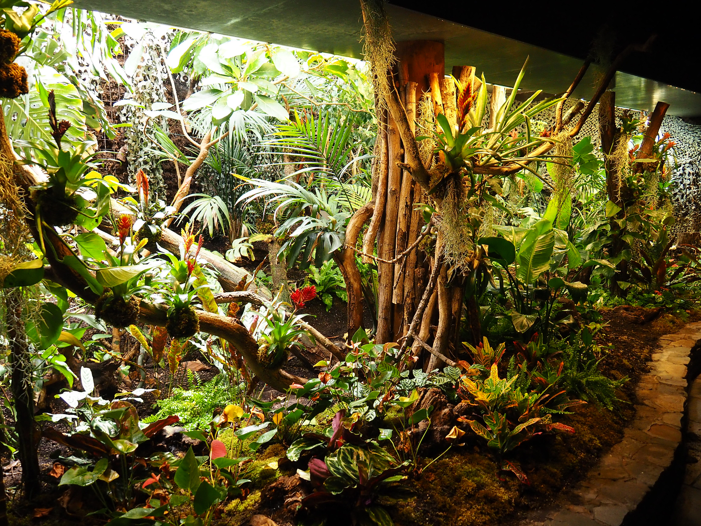 Nocturama (Closed in 2019) - Planted area next to the exit of the Nocturama, 2019-06-22