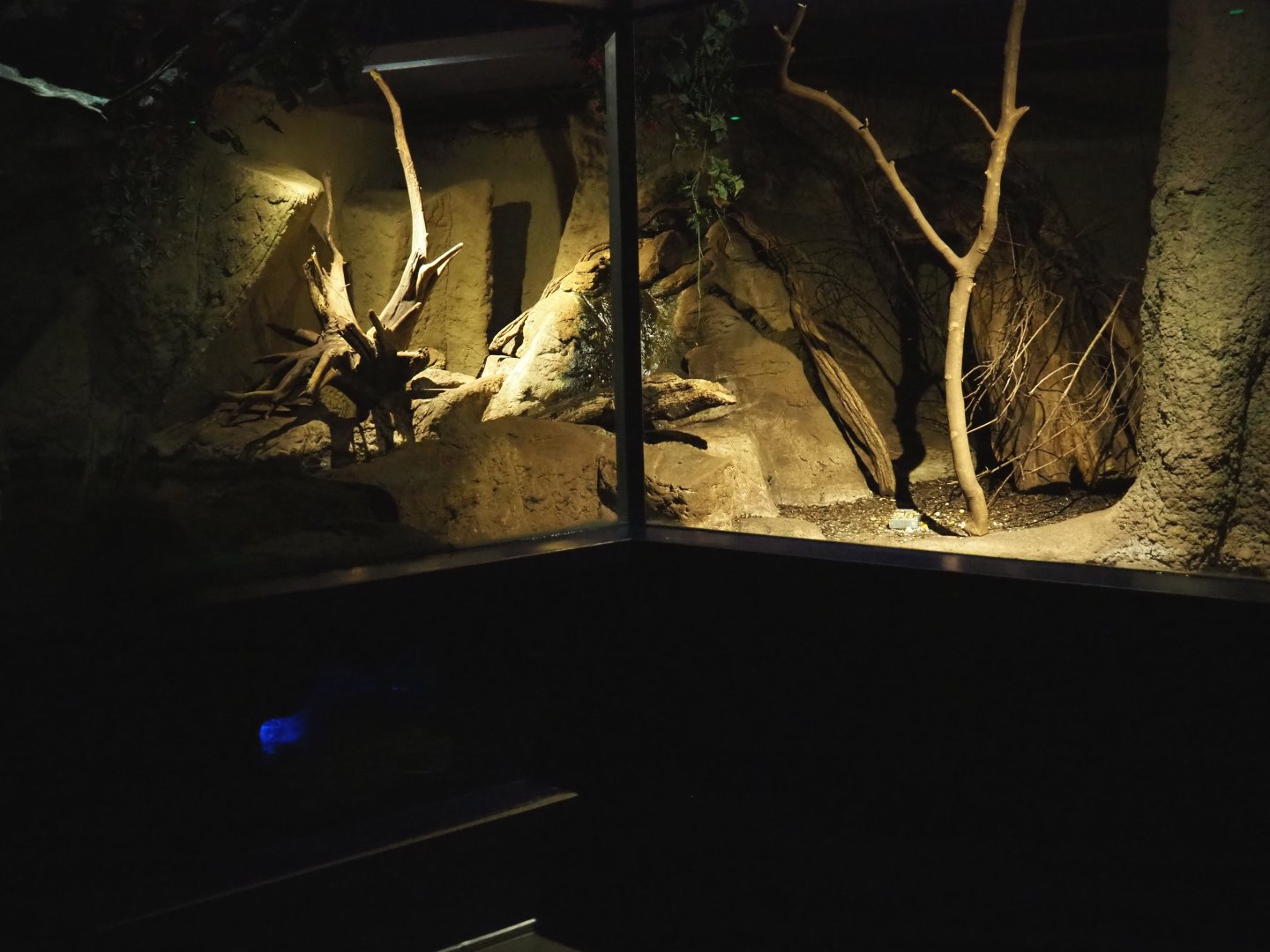 Nocturama (Closed in 2019) - Rakali exhibit, 2019-02-27