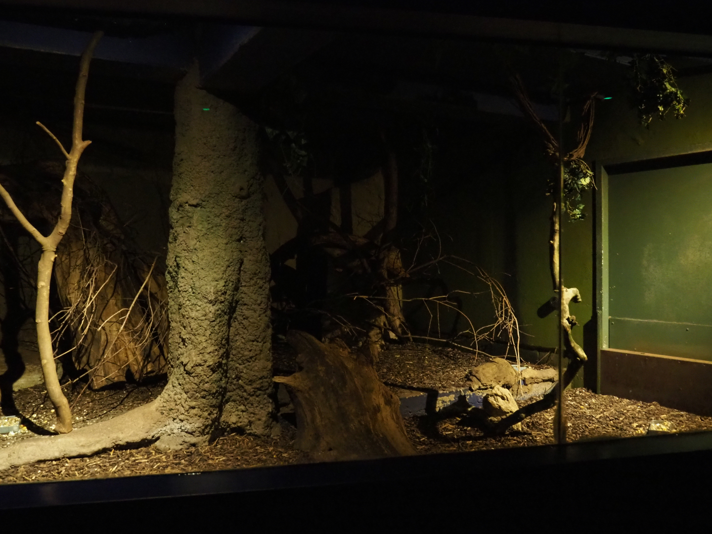 Nocturama (Closed in 2019) - Rakali exhibit, 2019-02-27