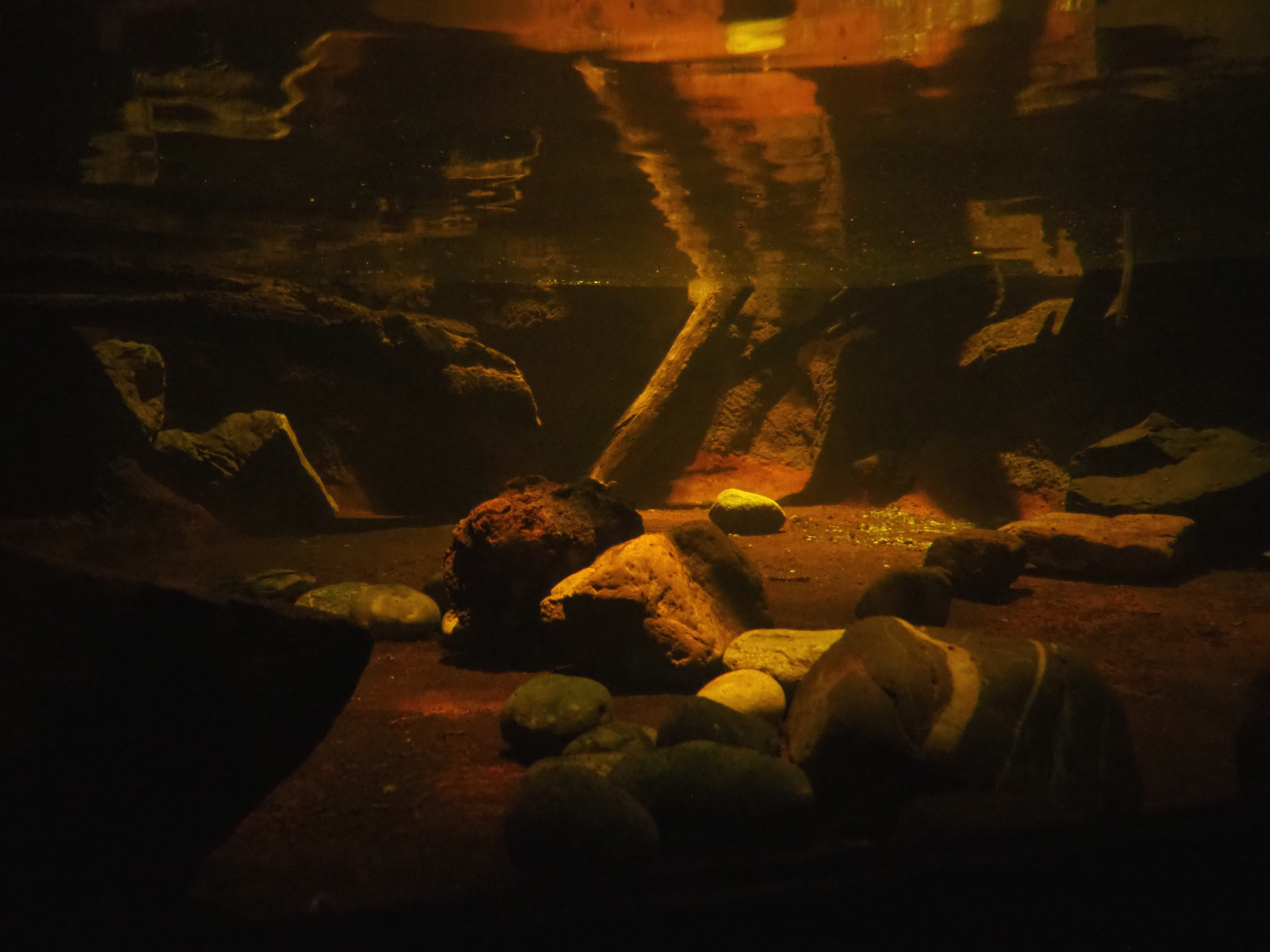 Nocturama (Closed in 2019) - Rakali exhibit underwater view, 2019-06-22