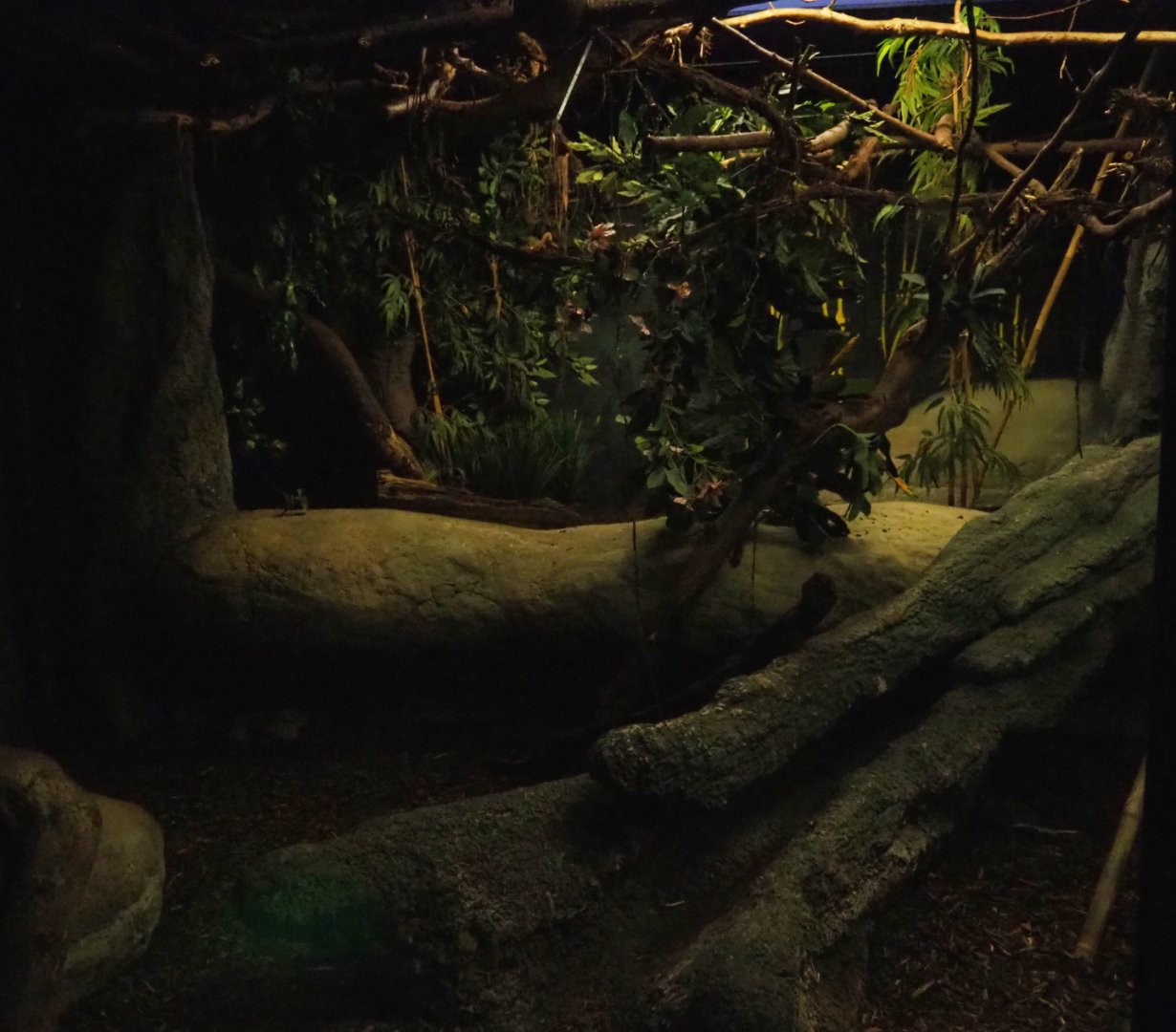 Nocturama (Closed in 2019) - Second Balabac chevrotain and Northern Dry Zone Slender loris exhibit, 2019-06-22