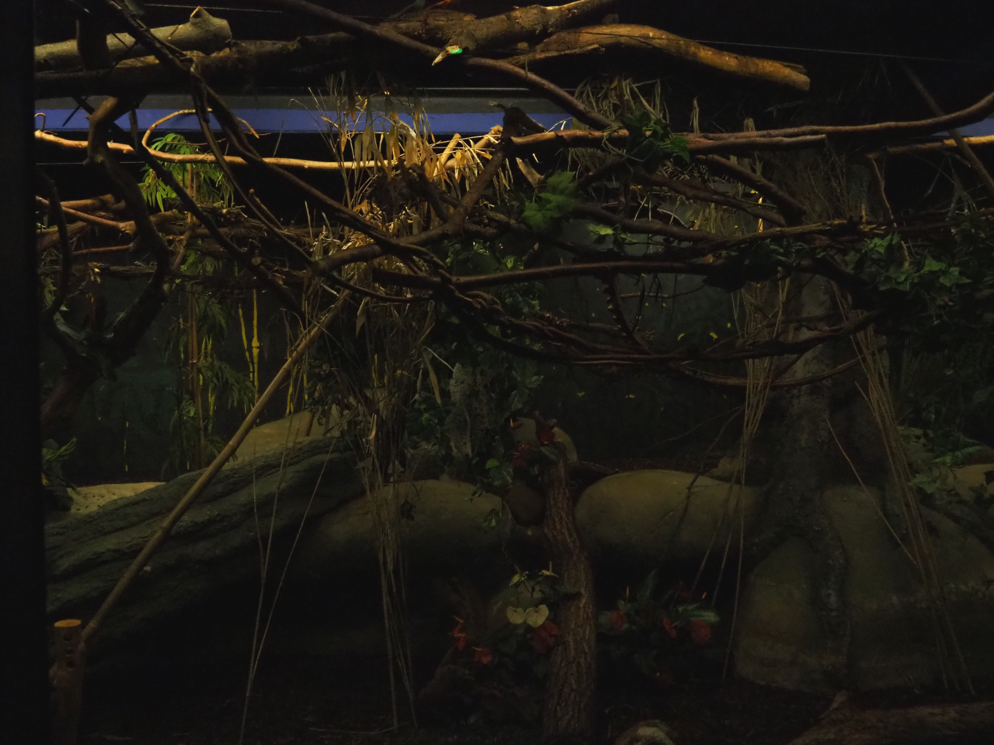 Nocturama (Closed in 2019) - Second Balabac chevrotain and Northern Dry Zone Slender loris exhibit, 2019-06-22