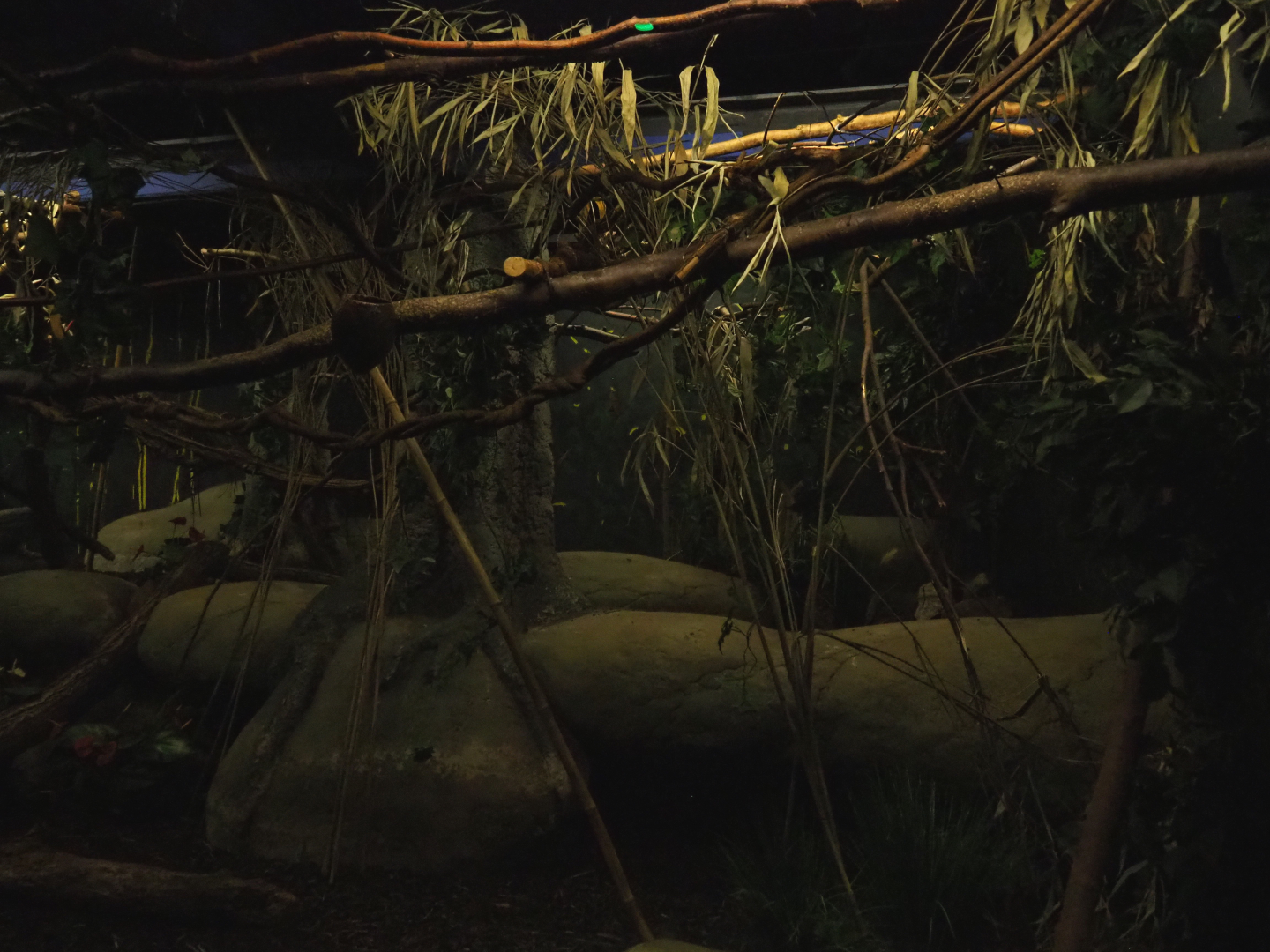 Nocturama (Closed in 2019) - Second Balabac chevrotain and Northern Dry Zone Slender loris exhibit, 2019-06-22