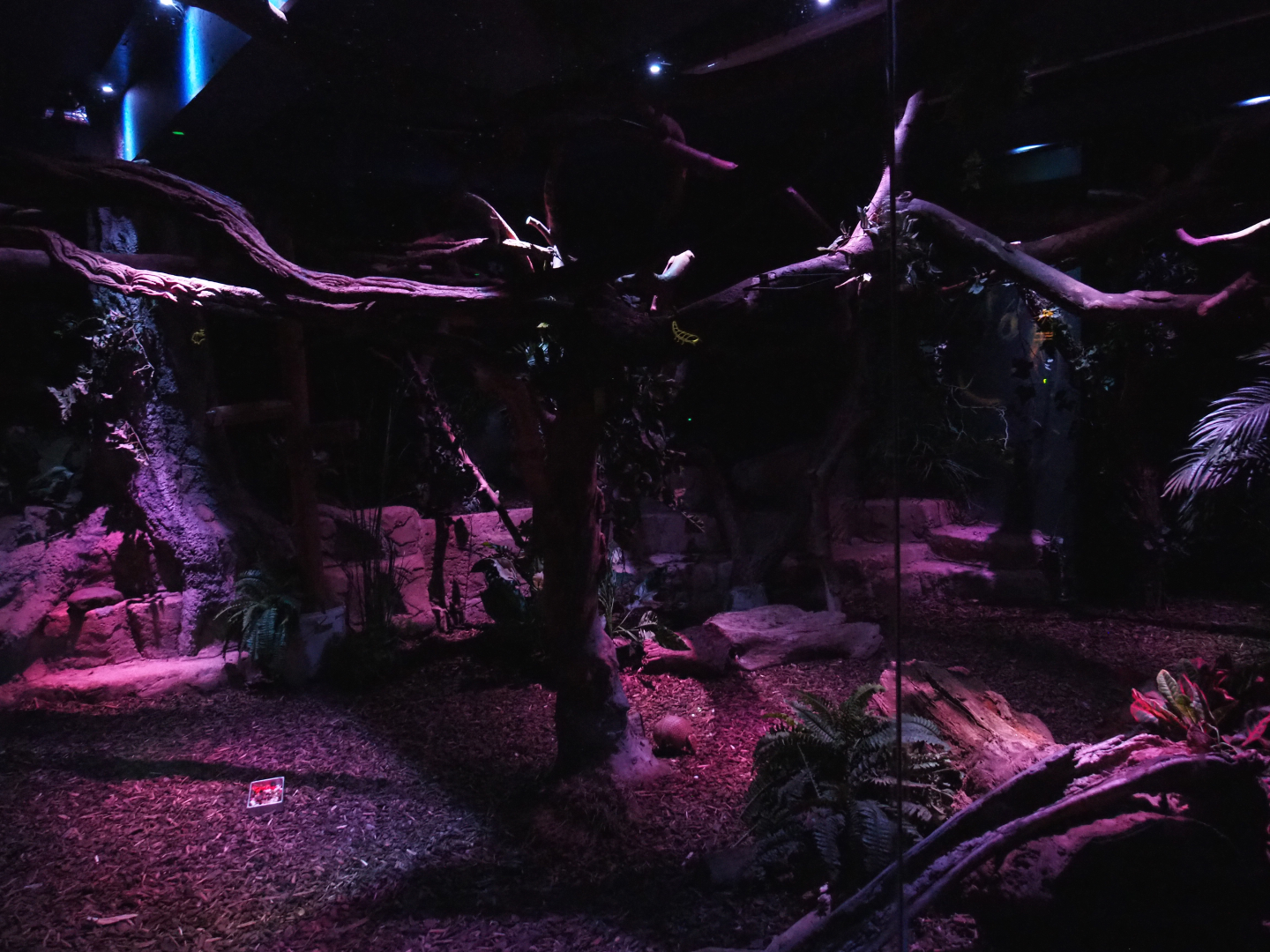 Nocturama (Closed in 2019) - South American exhibit, 2019-06-22