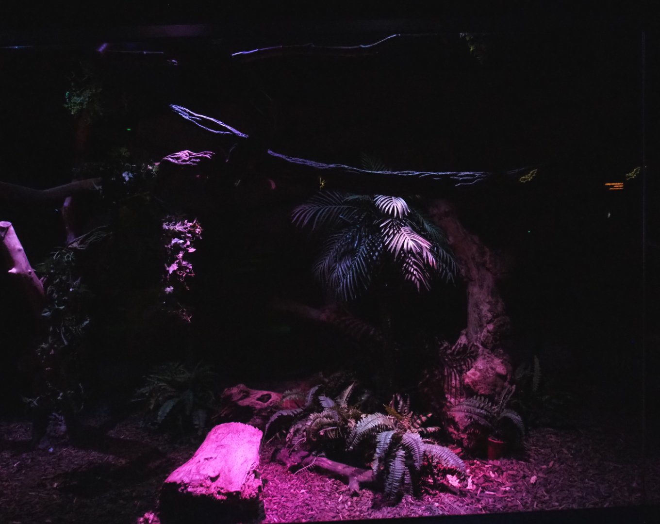 Nocturama (Closed in 2019) - South American exhibit, 2019-06-22