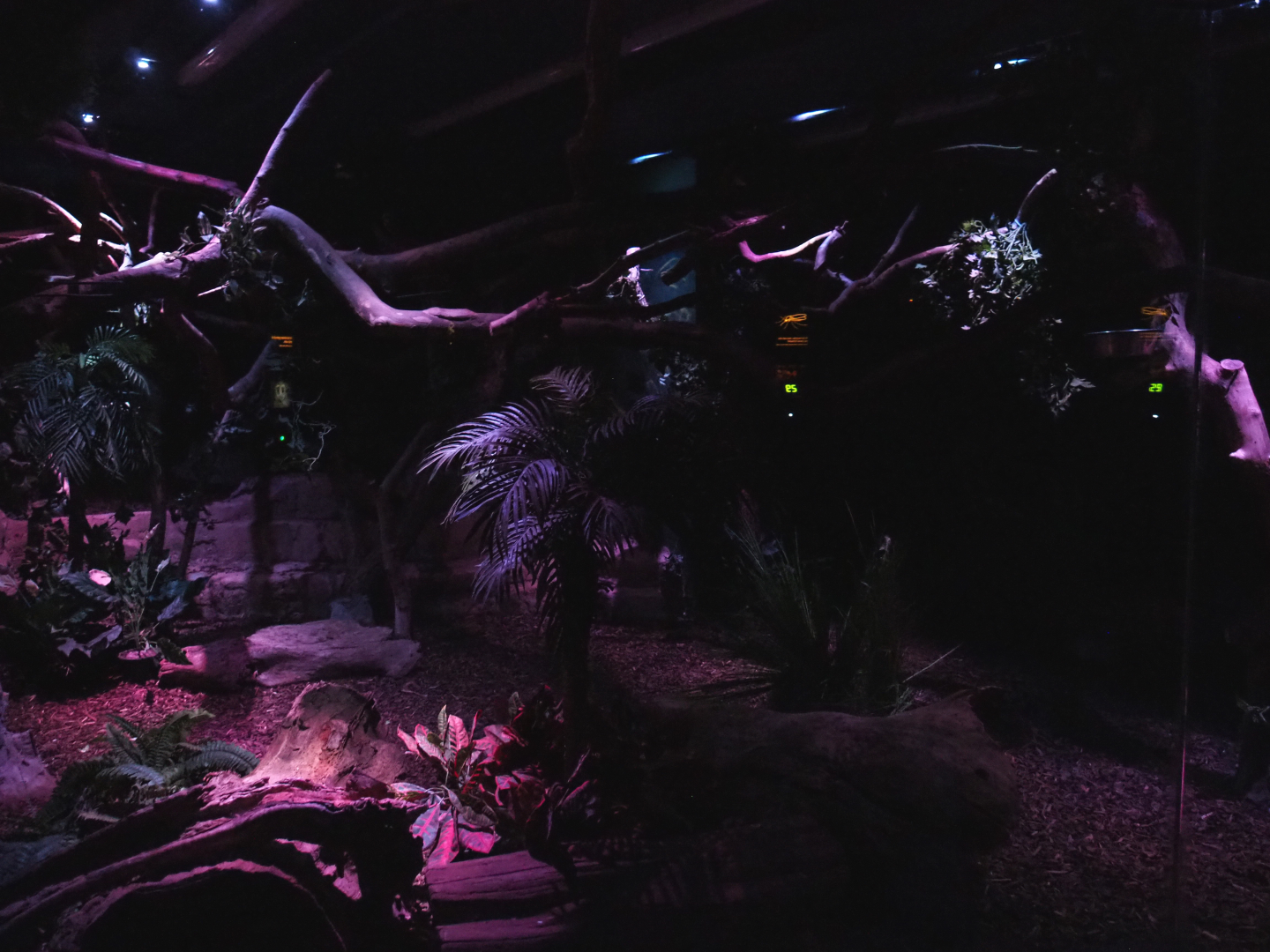 Nocturama (Closed in 2019) - South American exhibit, 2019-06-22