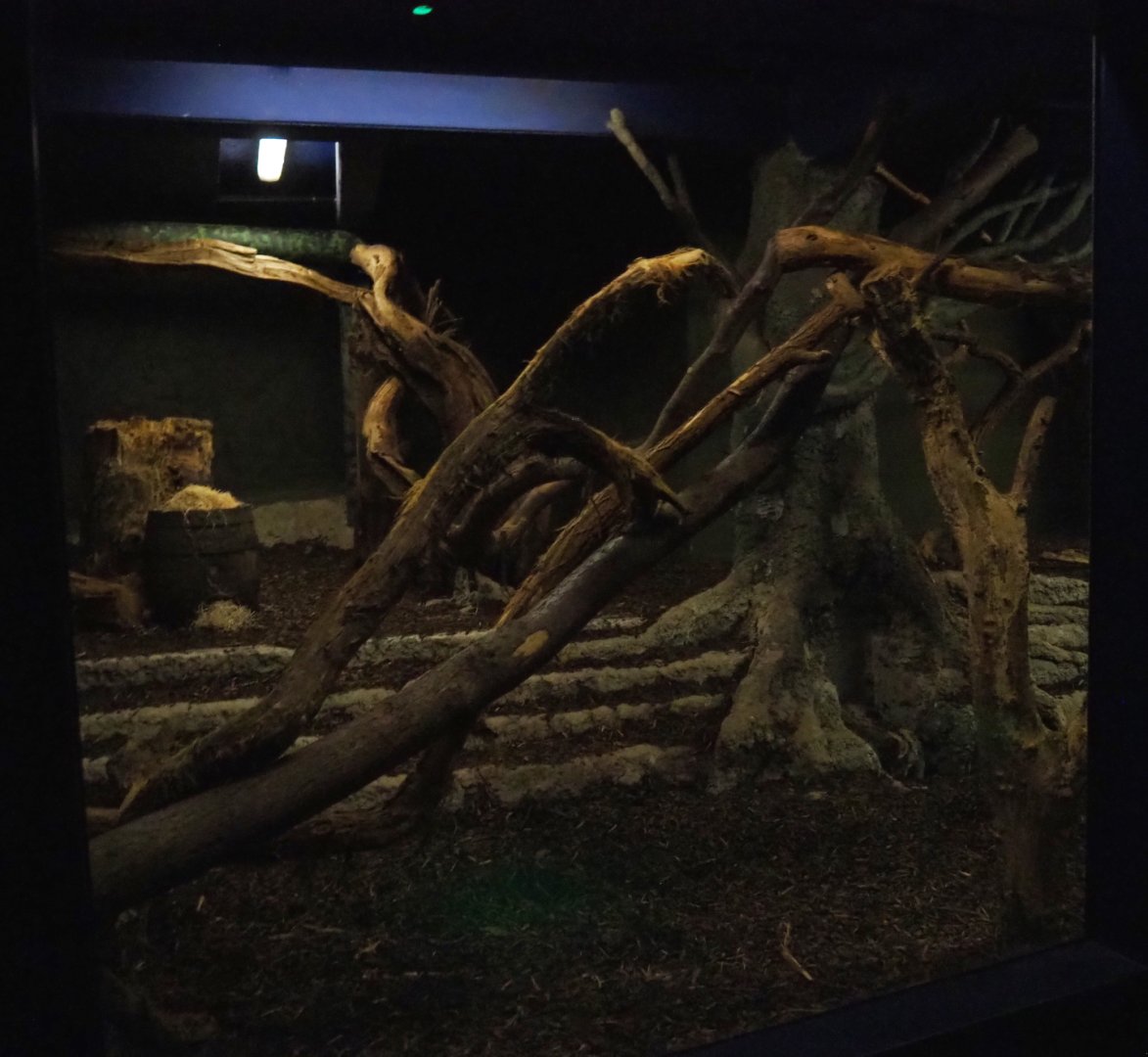 Nocturama (Closed in 2019) - Southern tamandua exhibit, 2019-06-22
