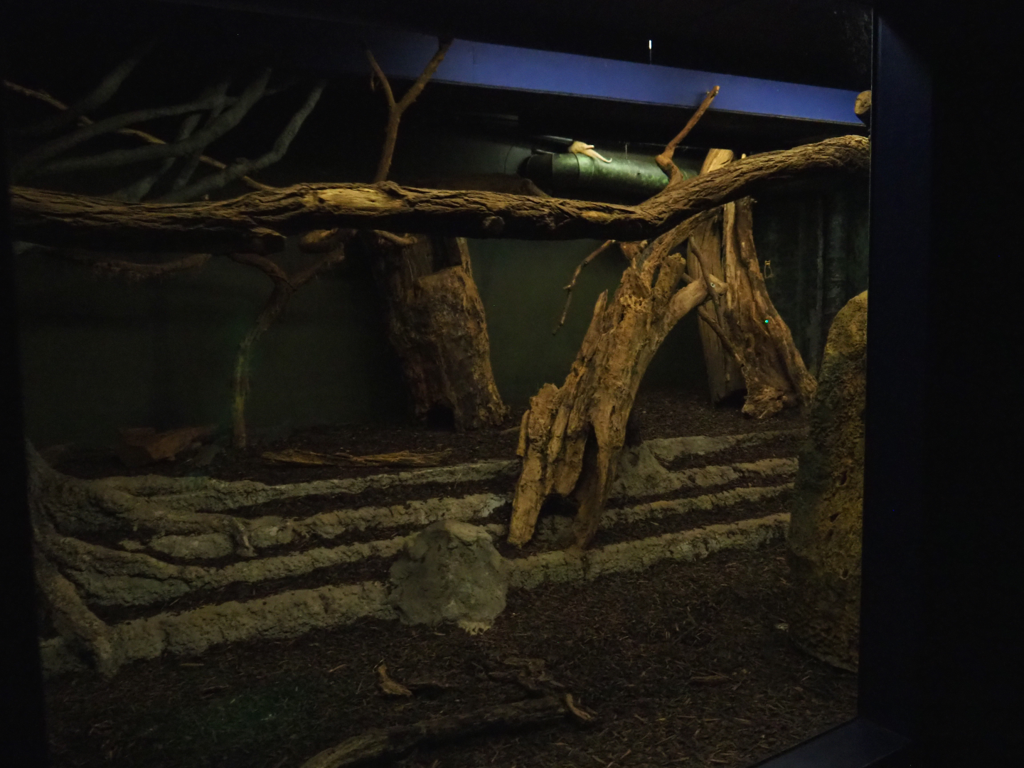 Nocturama (Closed in 2019) - Southern tamandua exhibit, 2019-06-22