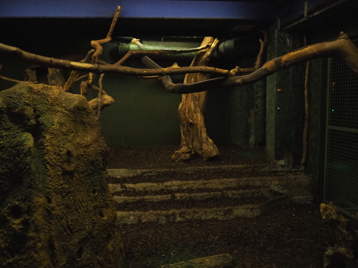 Nocturama (Closed in 2019) - Southern tamandua exhibit, 2019-06-22