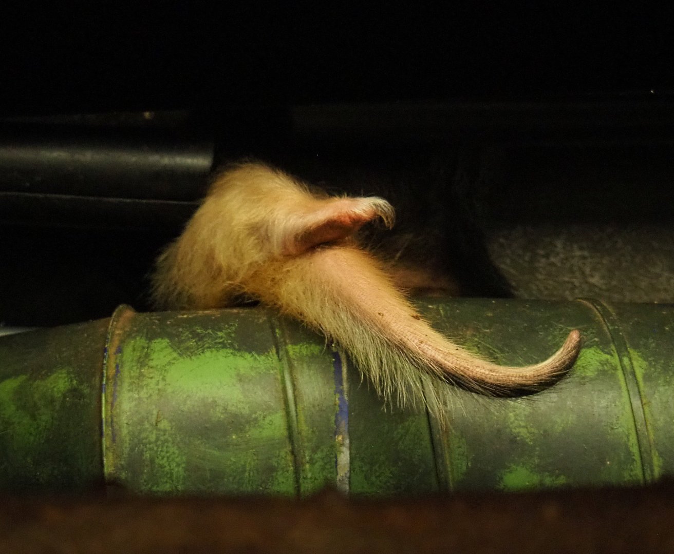 Nocturama (Closed in 2019) - Southern tamandua (Tamandua tetradactyla) foot and tail, 2019-06-22