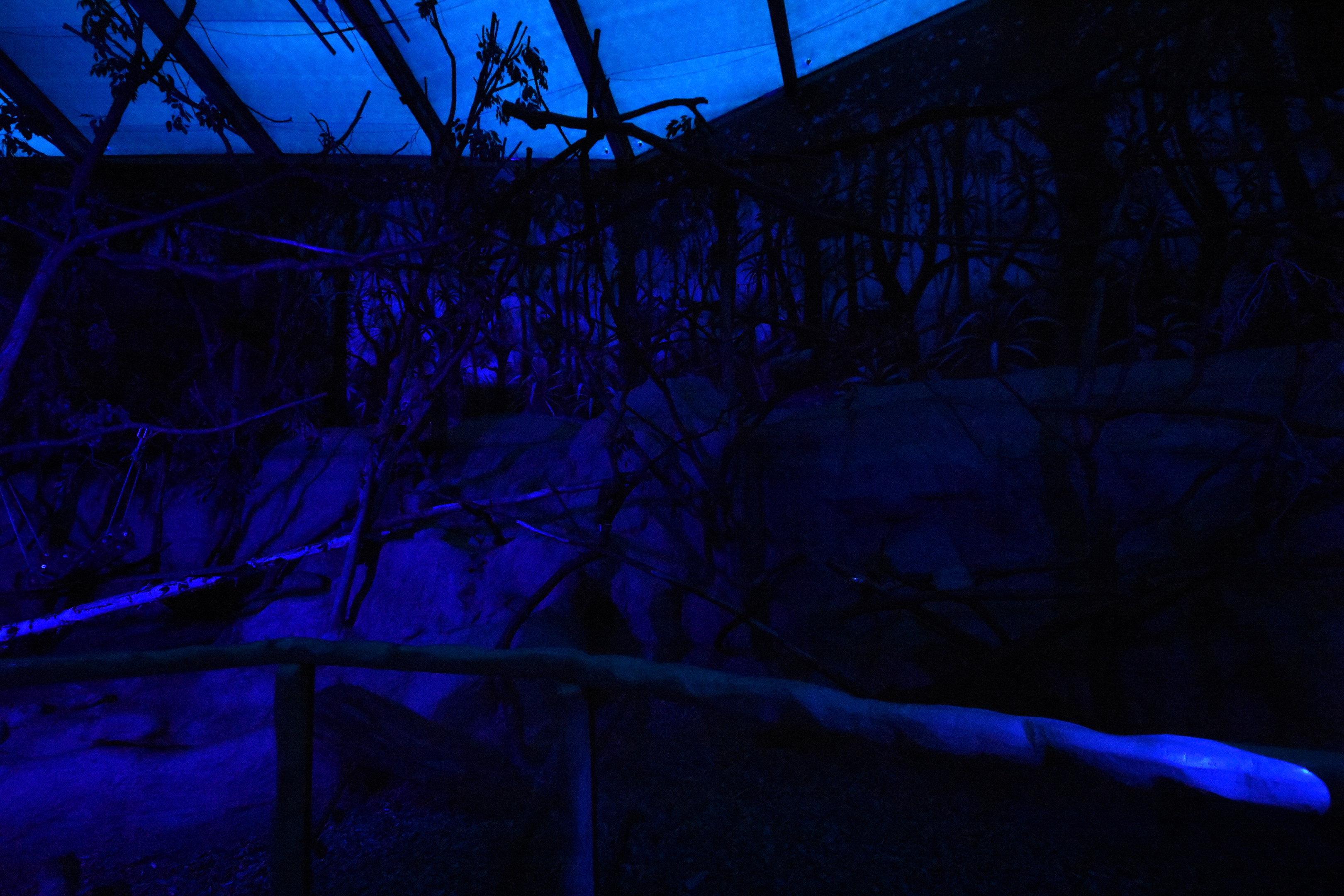 Nocturama - Crab-eating raccoon enclosure