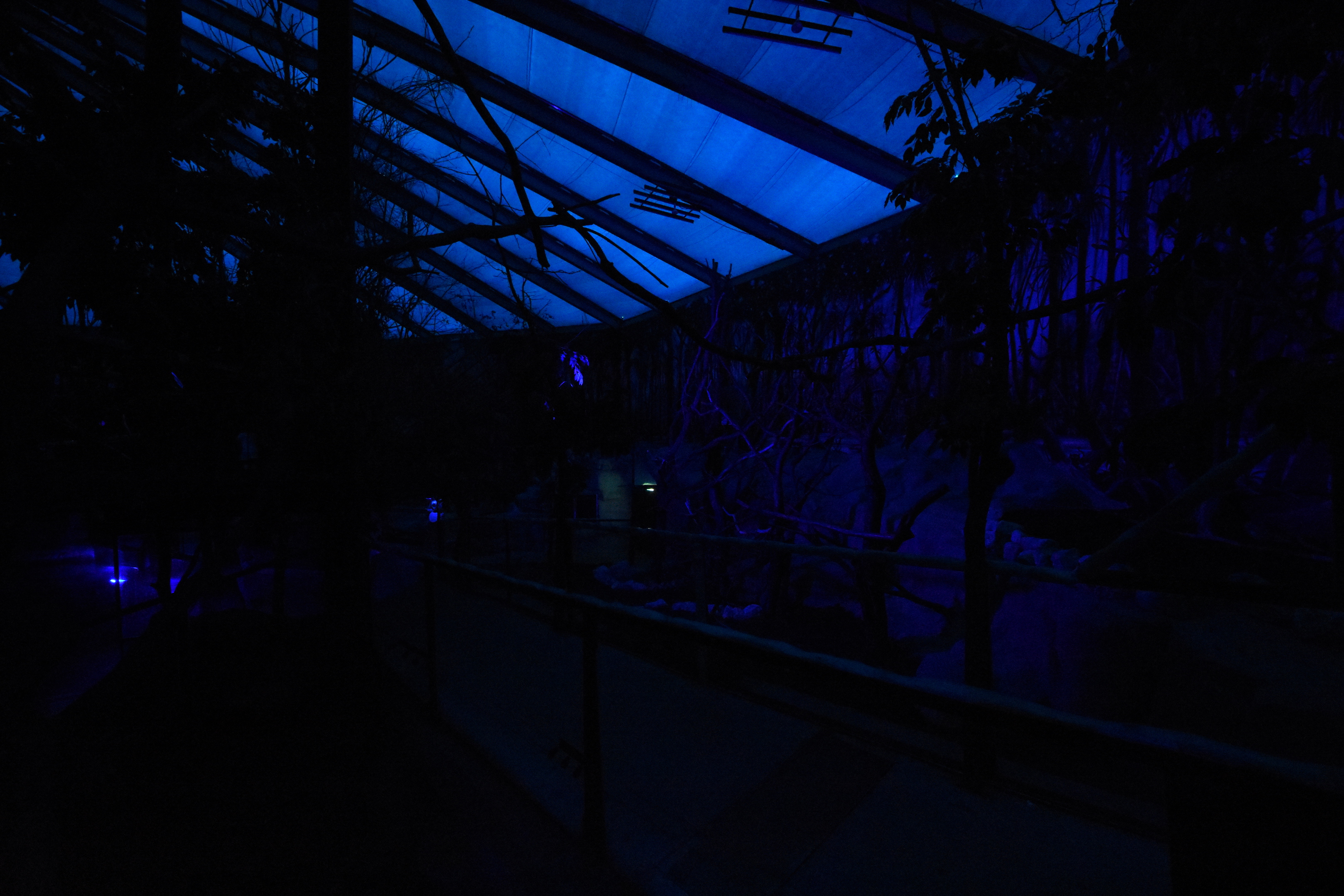 Nocturama - Lowland paca enclosure