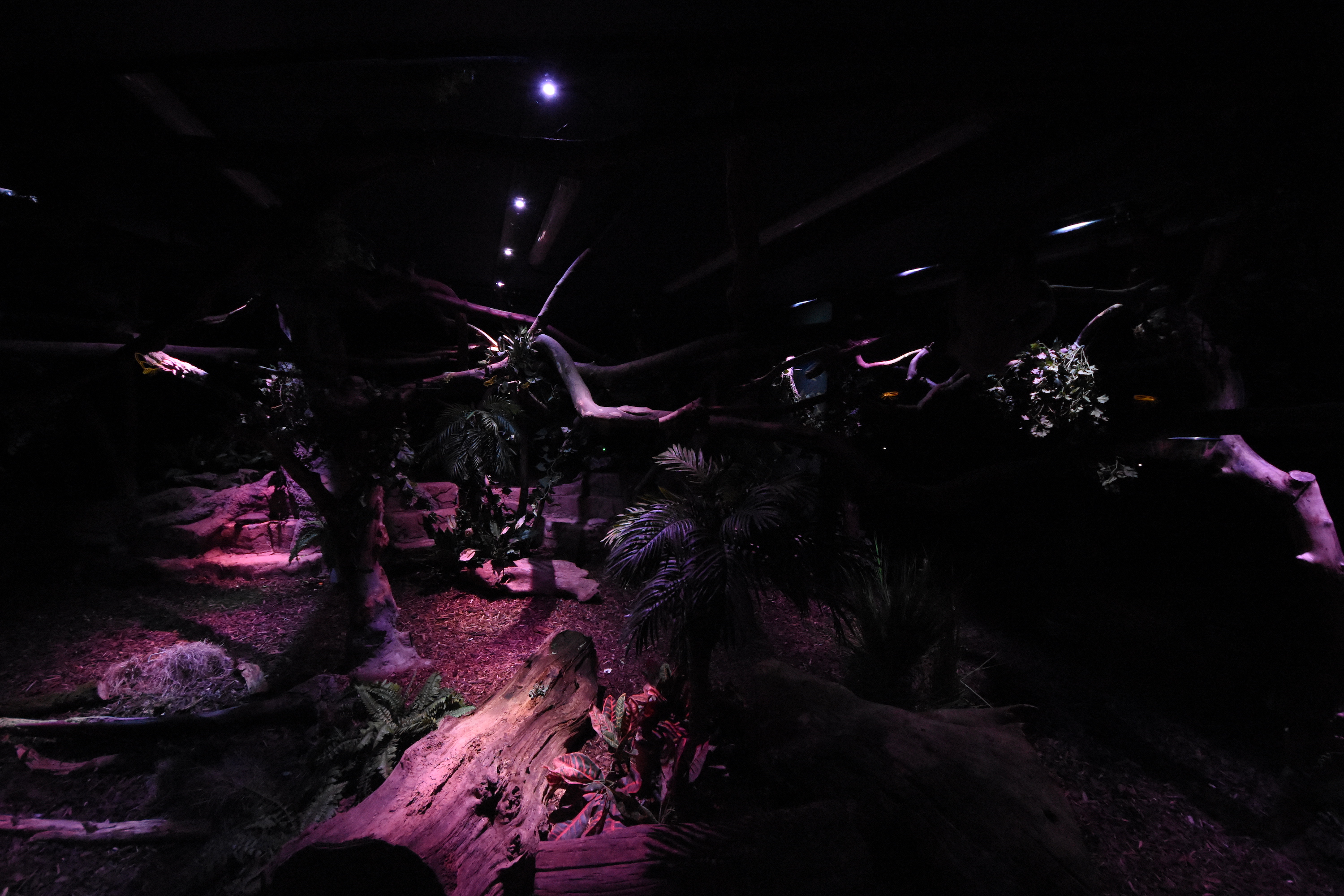 Nocturama - S-American enclosure