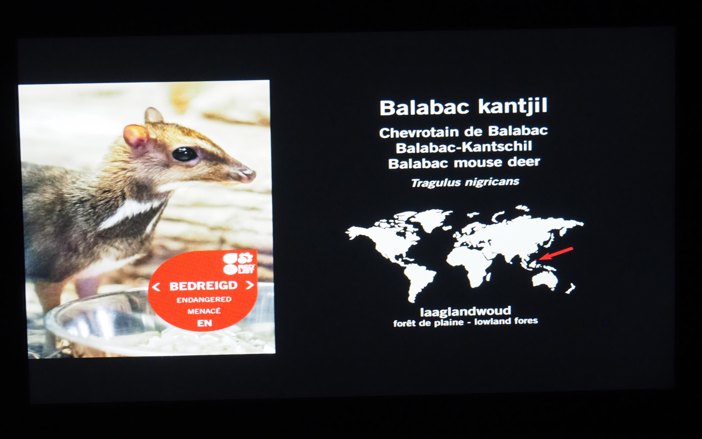Nocturama signage example - Balabac chevrotain, 2018-08-19
